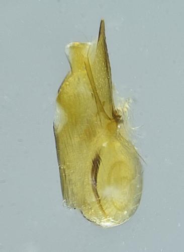 Réf. 353 331 : Othius laeviusculus